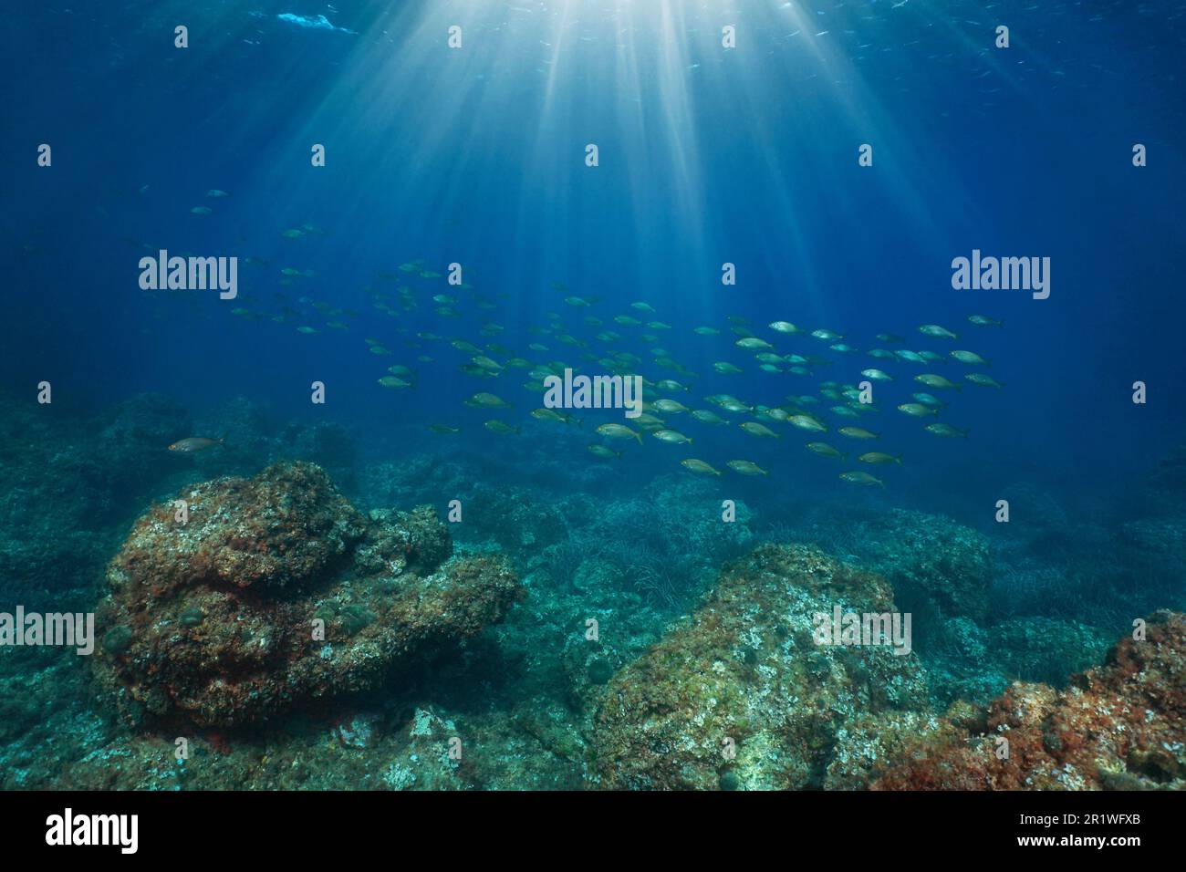 Unterwasserlandschaft des Mittelmeers, Sonnenlicht mit einer Fischschwärme und felsigem Meeresboden, Spanien, Costa Brava, Katalonien Stockfoto