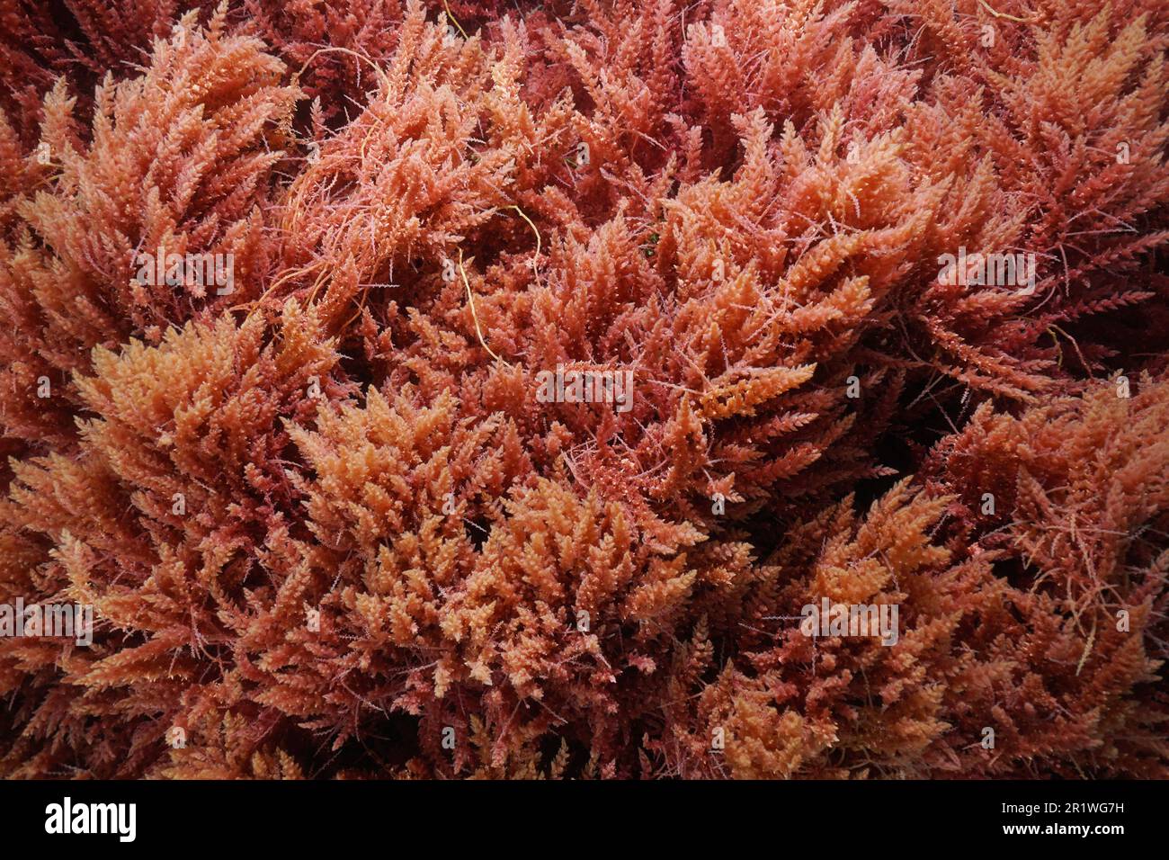 Rote Algen, Harpunenkraut, Asparagopsis armata, Unterwasser im Atlantik, Naturszene, Frankreich Stockfoto
