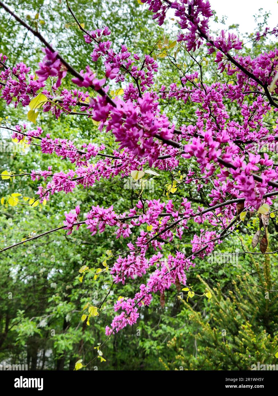 Leuchtend rosa Magenta blüht auf einem Frühlingsbaum aus dem Osten der Redbud Stockfoto