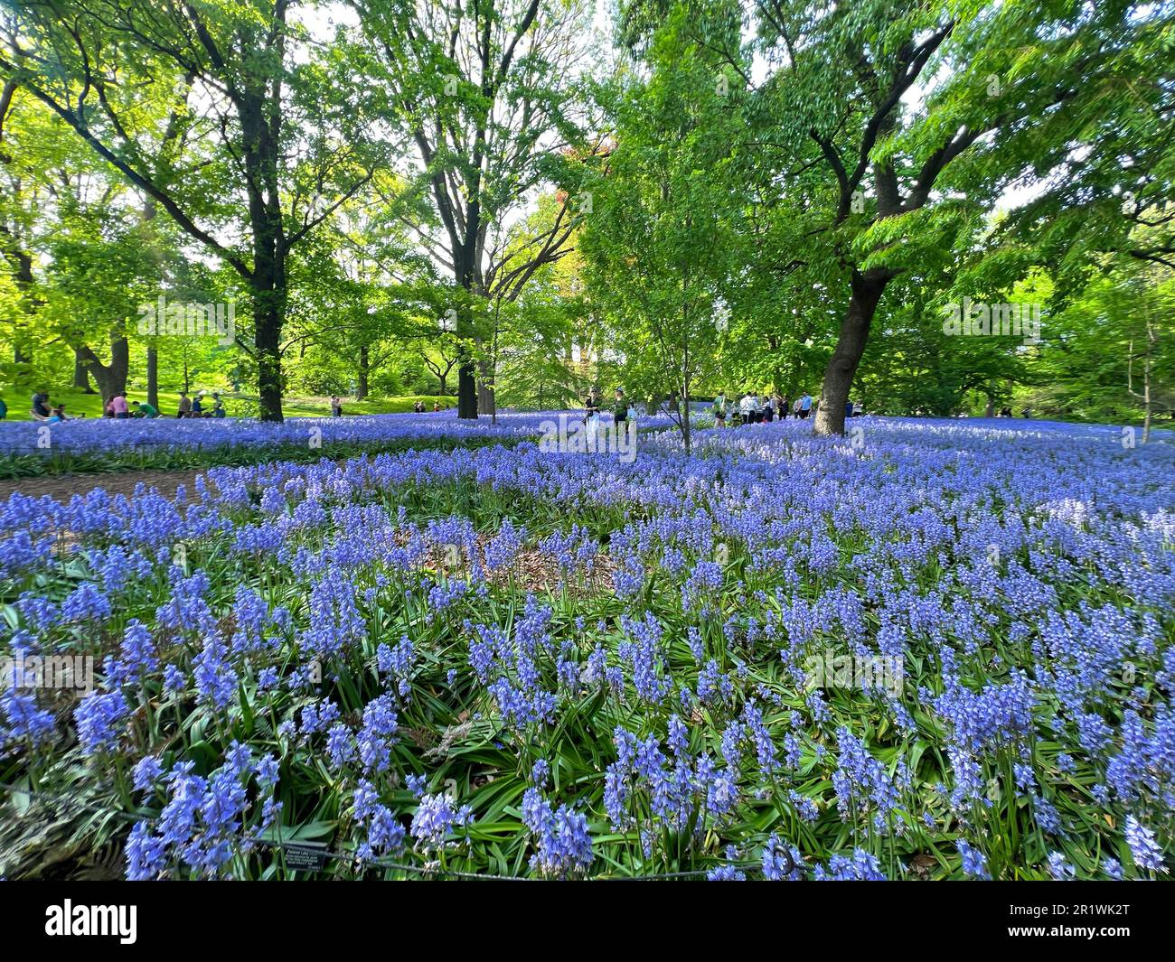 Bluebells in voller Blüte im Brooklyn Botanic Garden in Brooklyn, New York Stockfoto
