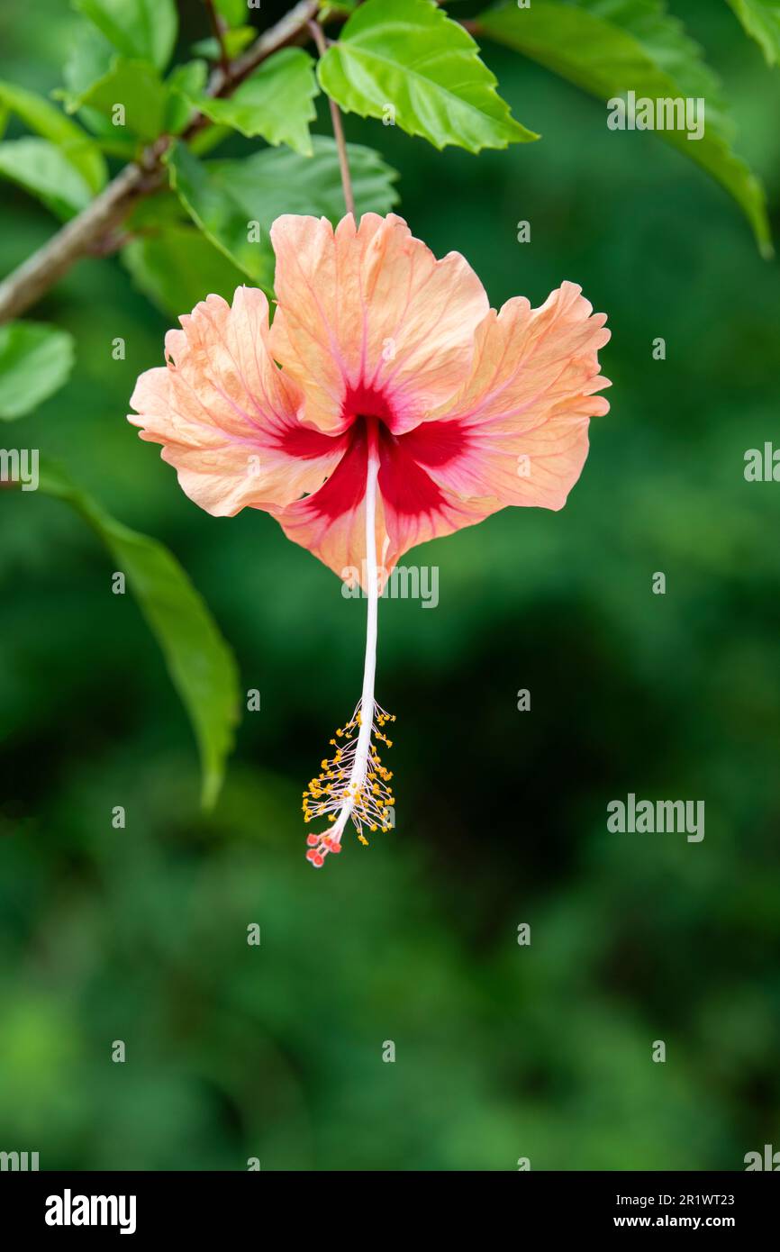 Königreich Tonga. Pfirsichfarbene Hibiskusblume. Stockfoto