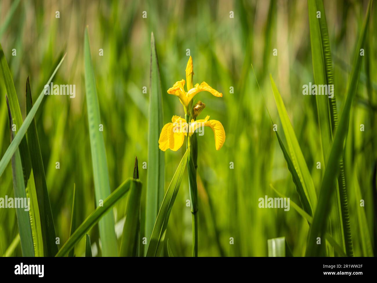 Iris pseudacorus oder auch Gelbe Flagge, gelbe Iris oder Wasserflagge genannt, die in der Nähe eines Sees in England, Großbritannien, wächst Stockfoto