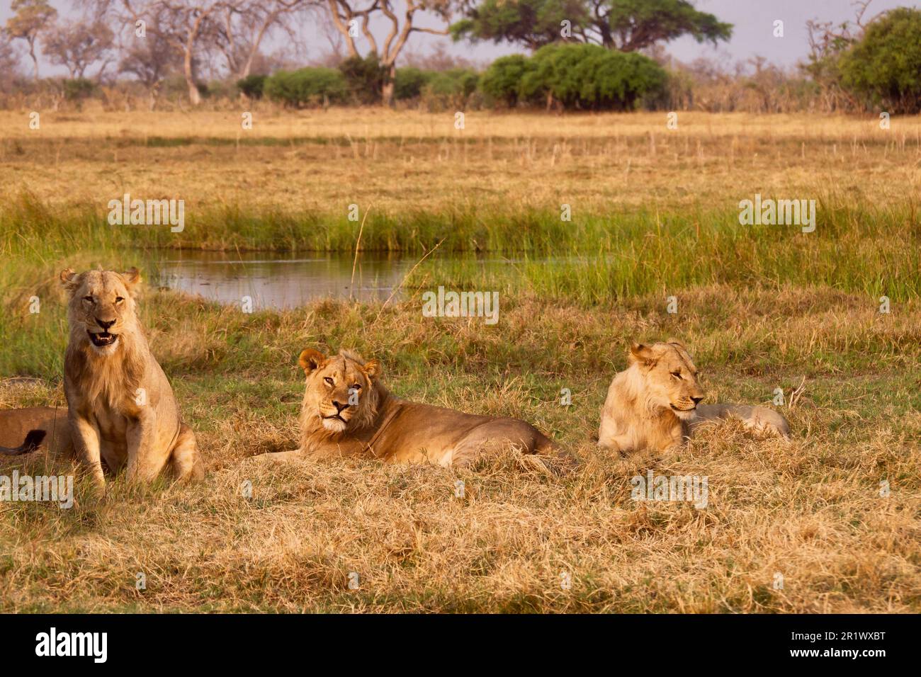 Drei junge Löwenbrüder (Panthera leo), die noch immer ihre Mähne anbauen, entspannen Sie sich neben einem Wasserloch in Botsuana. Stockfoto
