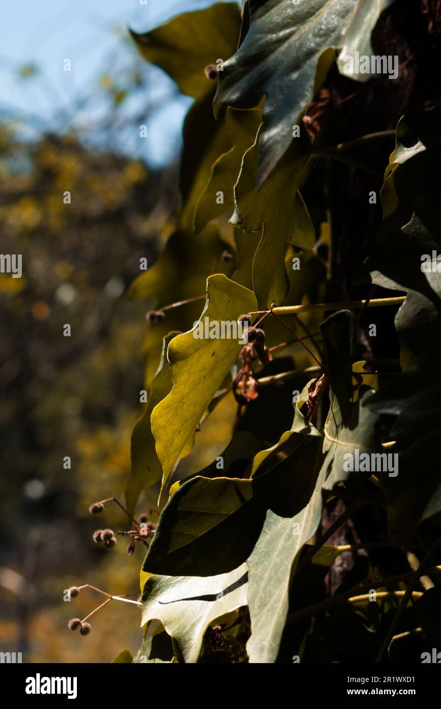 Die Natur ist einfach unglaublich. Stockfoto