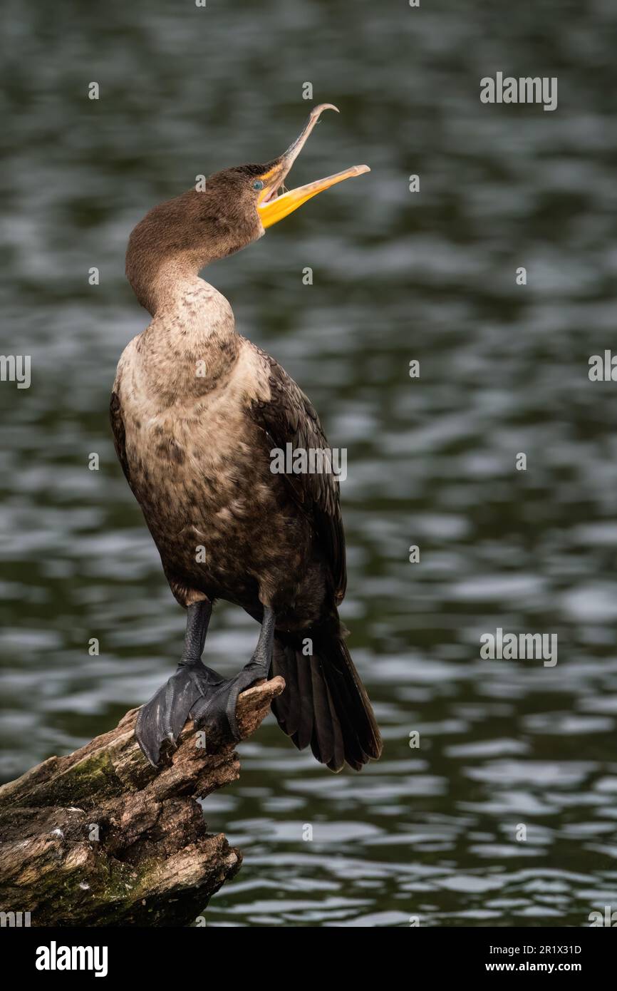 Ein Kormoran mit Doppelkammmuschel und offenem Mund. Stockfoto