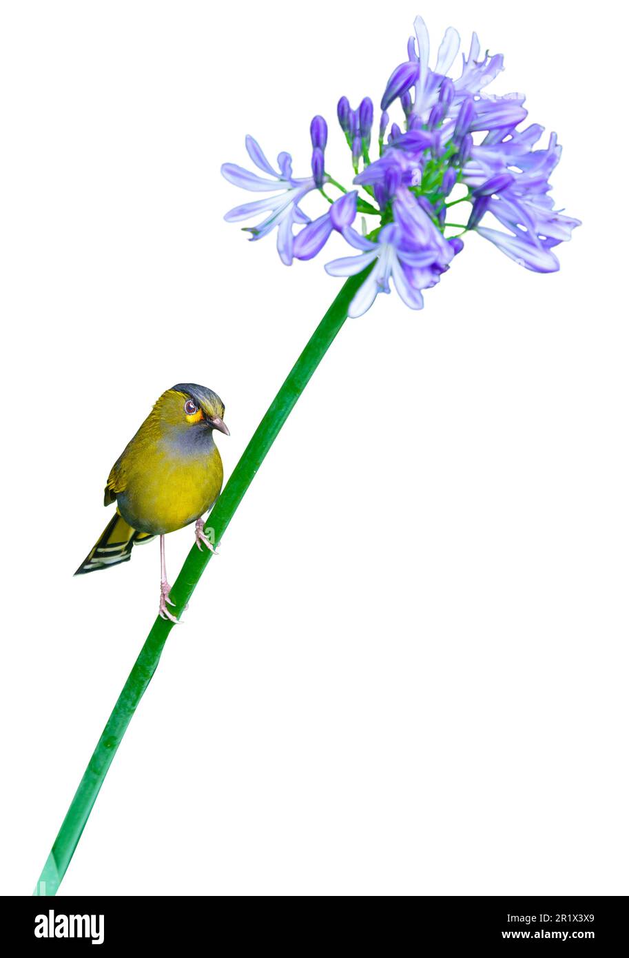 Ein Liocichla steerii-Vogel ruht auf dem Stiel einer lila Blume. Steeres Liocichla ist ein kleiner singvogel. Isoliert. Stockfoto