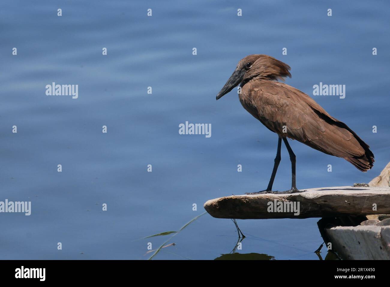 Hammerkob-Vogel hoch über dem Awassa-See in Äthiopien Stockfoto