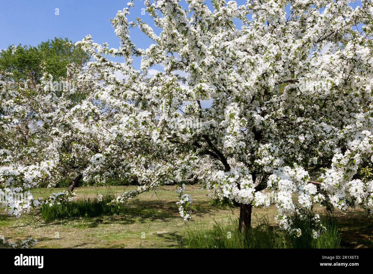 Frühlingswetter, Obstgarten, Bäume, Malus blüht Stockfoto