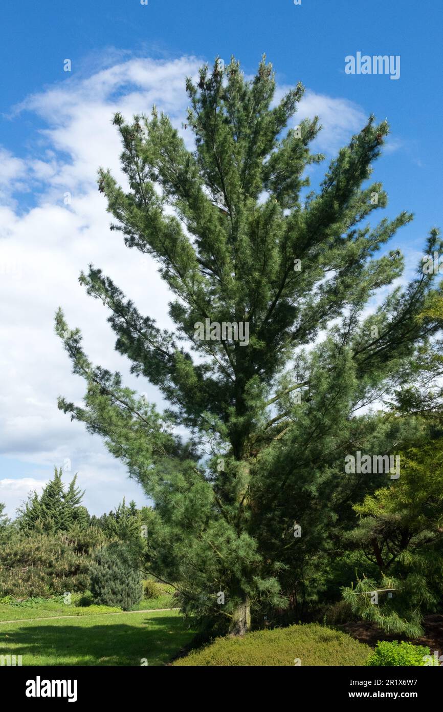 Eastern White Pine Tree Pinus Strobus „Pyramidata“ Stockfoto Eastern White Pine Tree Pinus Strobus „Pyramidata“ Stockfoto