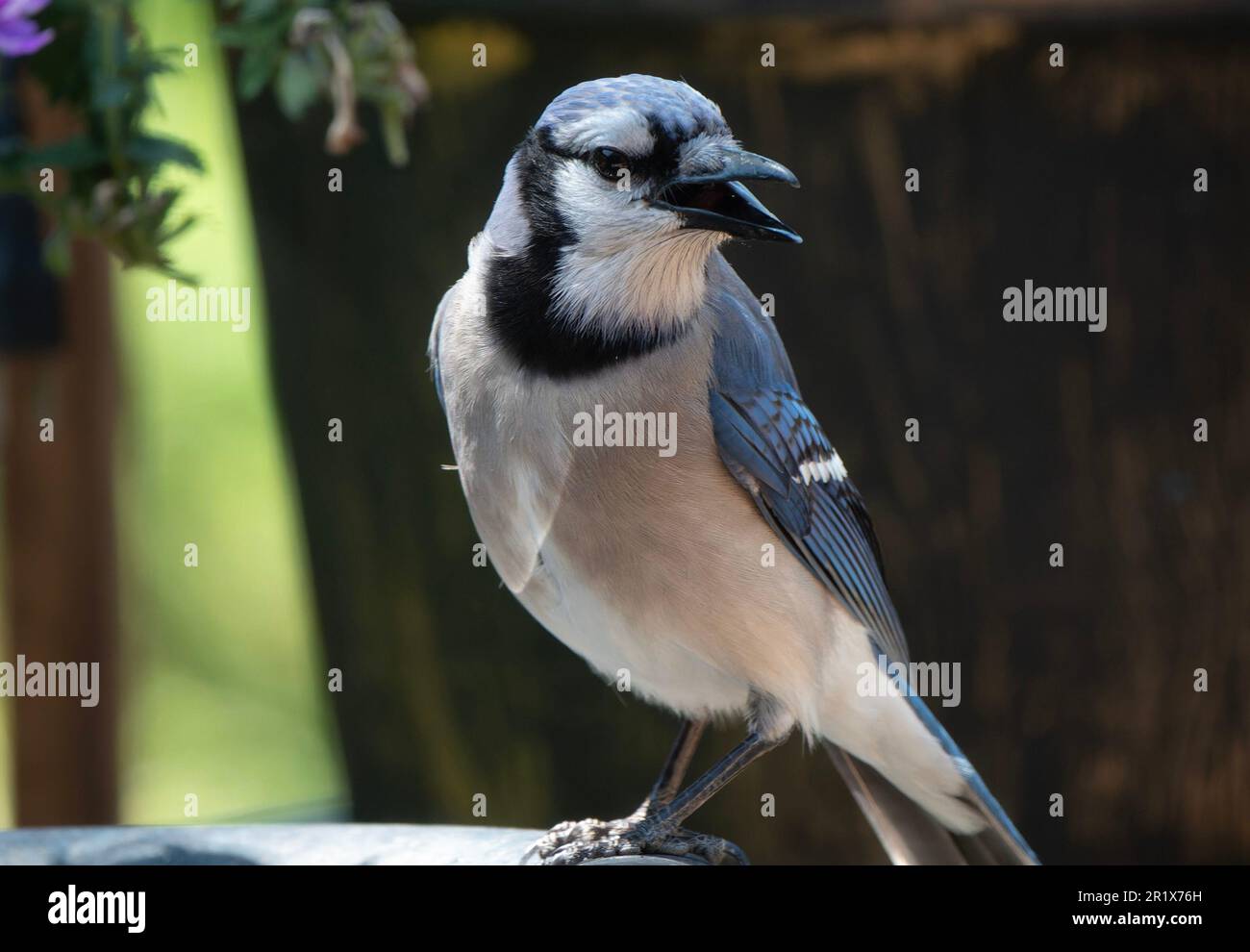 Ein Bluejay kommt an Deck an Stockfoto