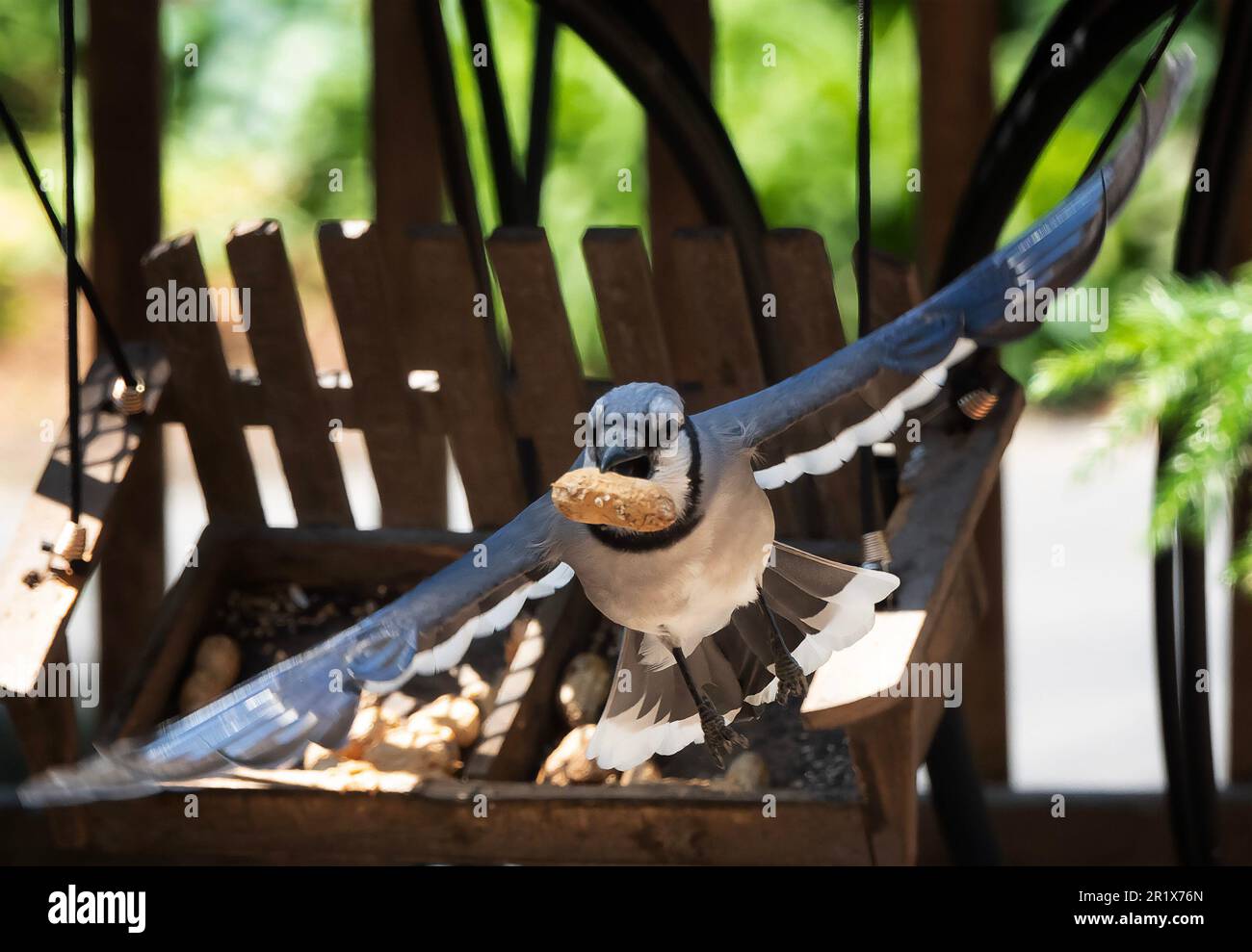 Ein Bluejay kommt an Deck an Stockfoto