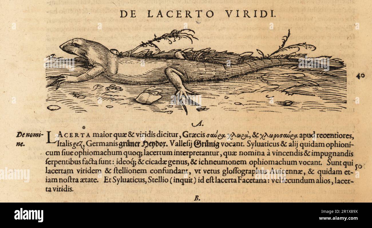 Europäische grüne Eidechse, Lacerta viridis. De Quadrop. Oviparis. De Lacerto Viridi. Holzschnitt-Gravur nach einer Illustration von Lucas Schan und Conrad Gessner aus Conrad Gessner's Historiae Animalium, De Quadrupedibus Oviparis, (Naturgeschichte der Tiere: Oviparöse Vierlinge), Frankfurt, Wechel für Cambier, 1586. Stockfoto