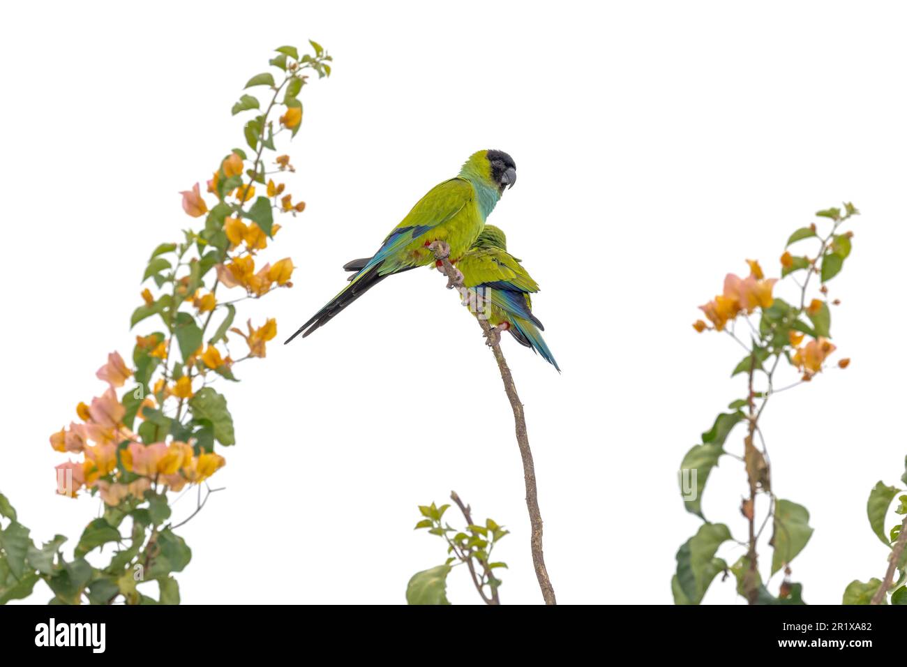 Nanday-Sittiche (Aratinga nenday) auf blühenden Zweigen im Pantanal von Brasilien. Stockfoto