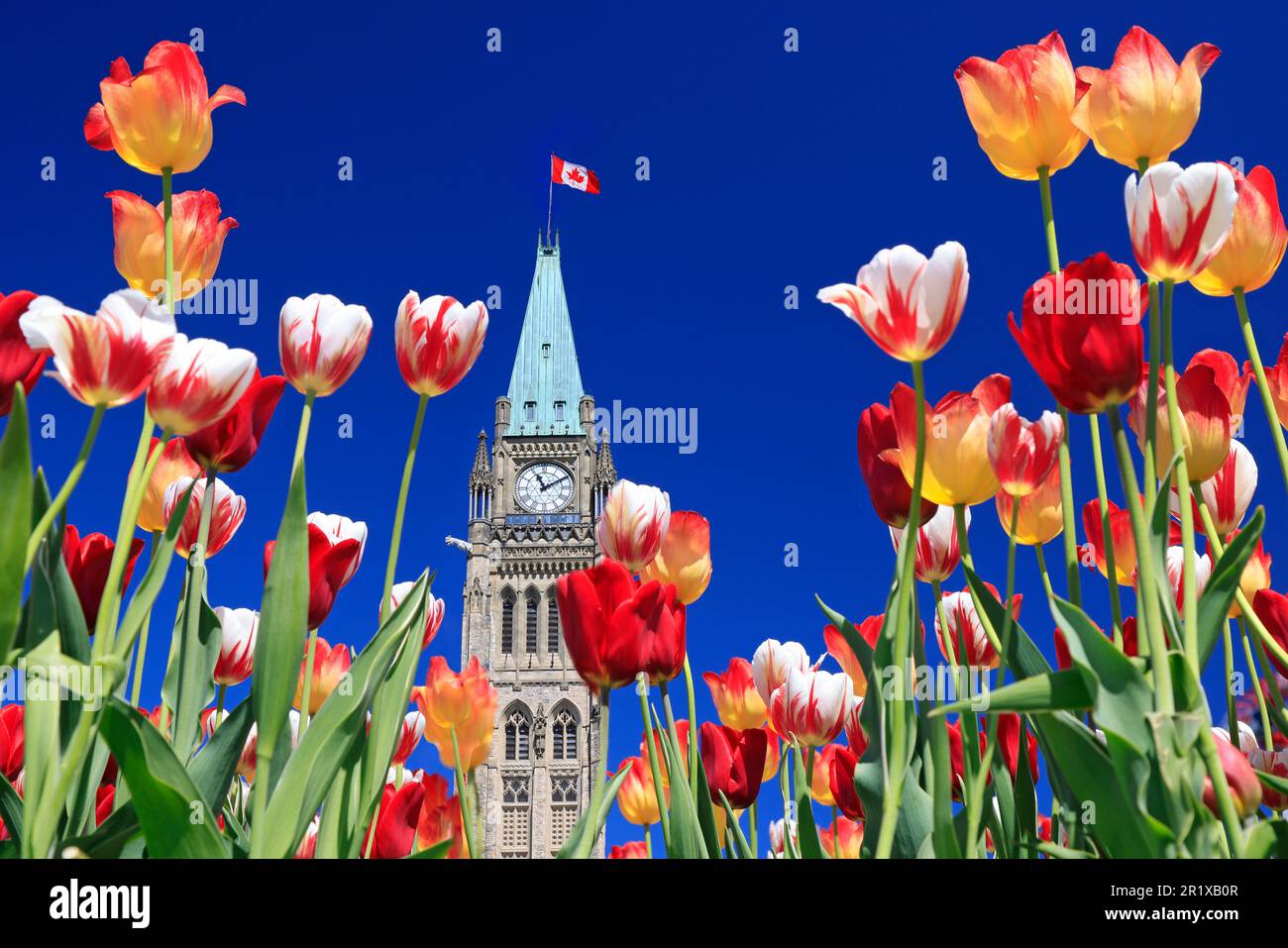 Kanadischer Parlamentsturm, umgeben von mehrfarbigen Tulpen im Frühling, Ottawa, Kanada Stockfoto