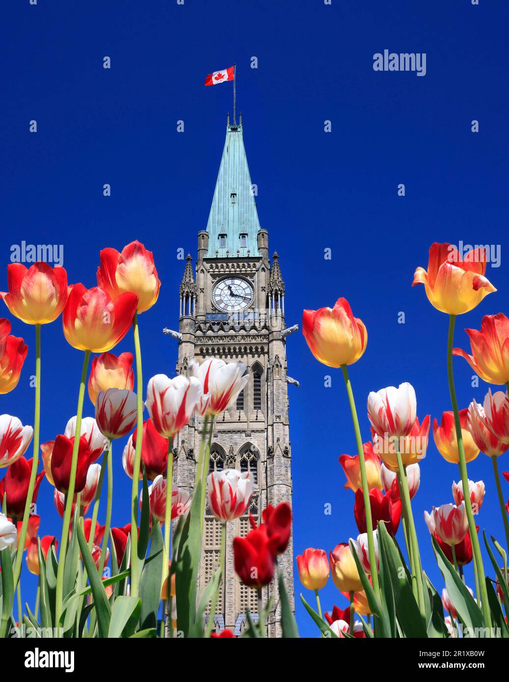 Kanadischer Parlamentsturm, umgeben von mehrfarbigen Tulpen im Frühling, Ottawa, Kanada Stockfoto