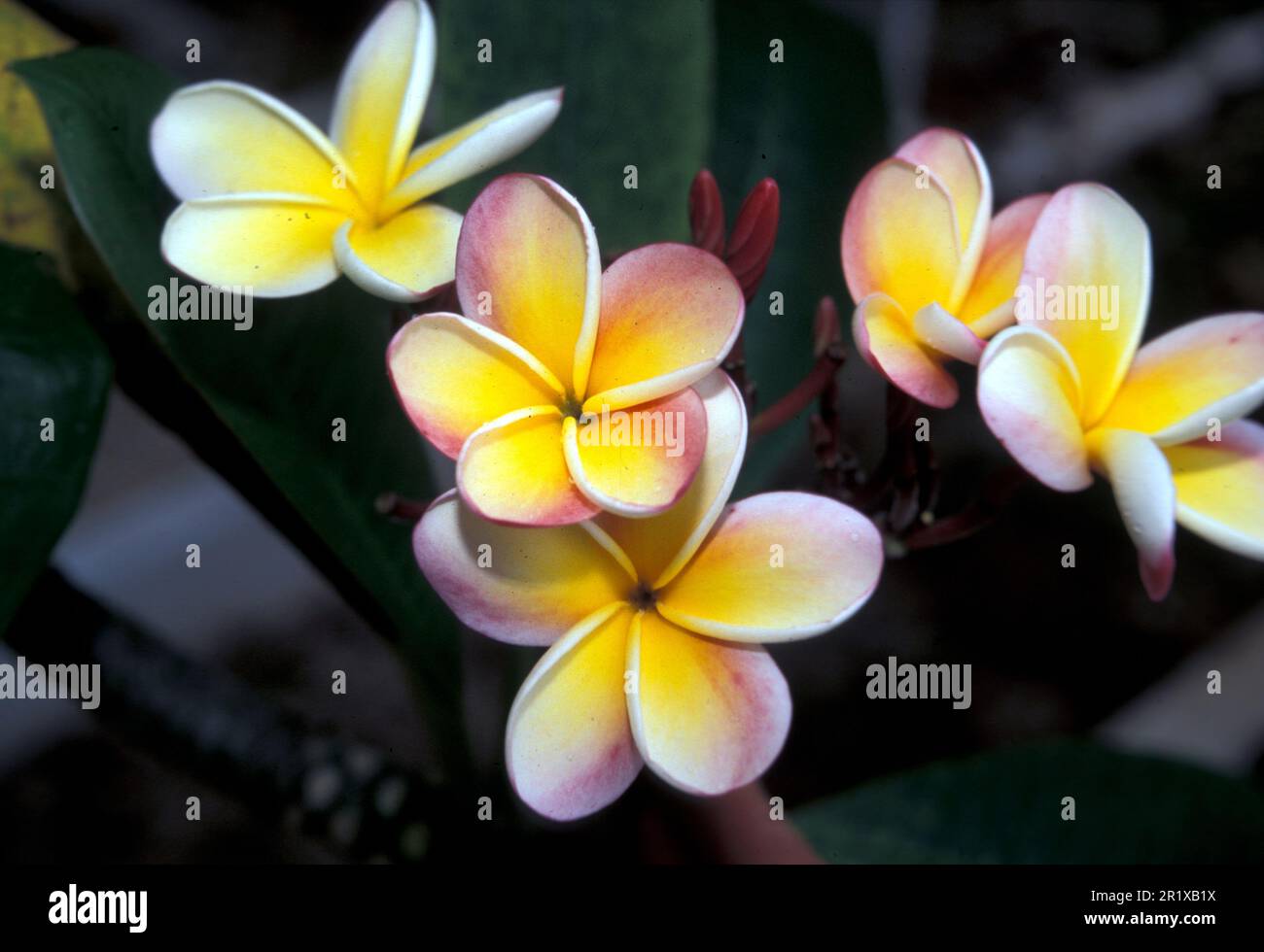 Frangipani-Blumen, Fidschi, Pazifischer Ozean Stockfoto