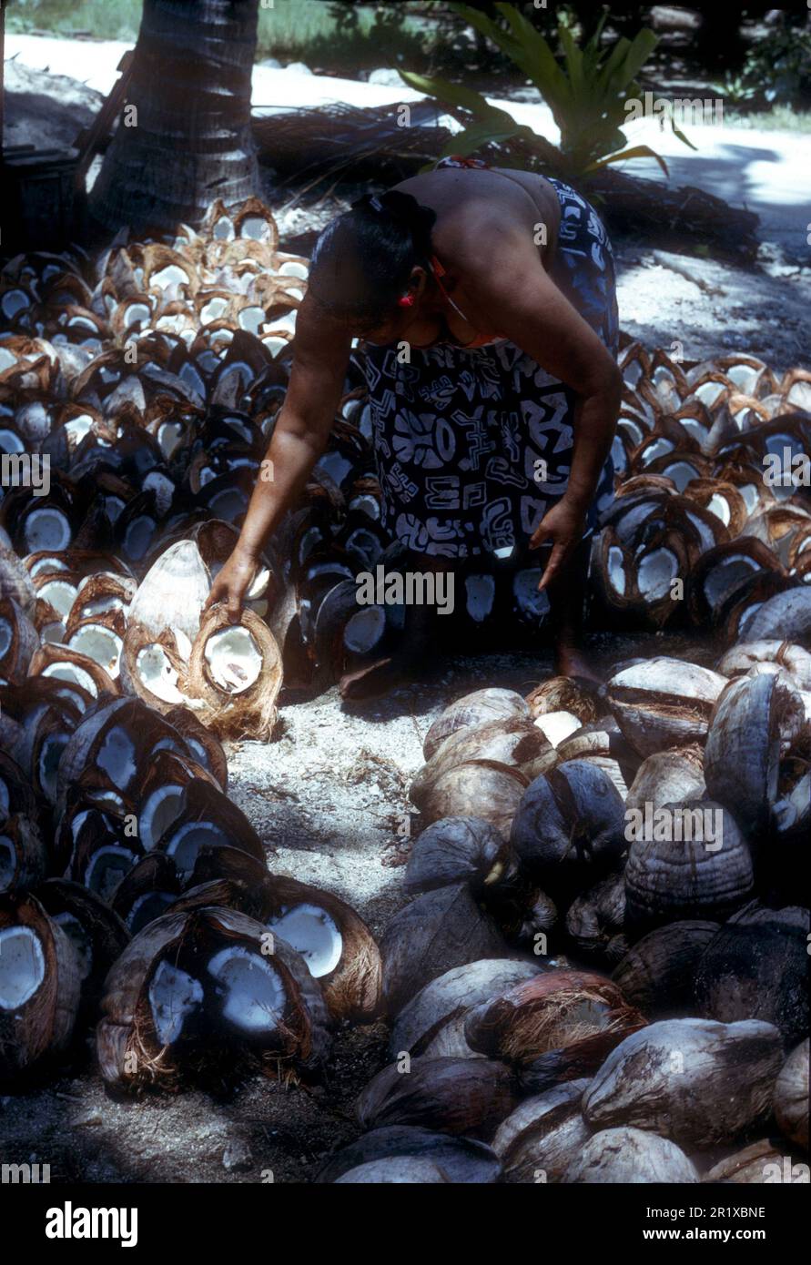 Kokosnussernte auf Rangiroa, Atoll im Tuamotus, Polynesien Stockfoto