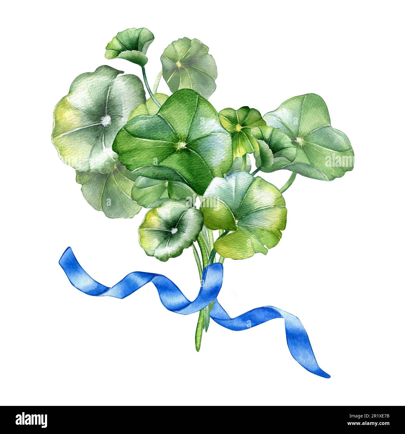 Zentella asiatica-Zusammensetzung, wasserfarbige Darstellung, isoliert auf Weiß. Pennywort, gotu-kola-Kräuterpflanzen, von Hand gezogene Cola. Designelement für Packa Stockfoto