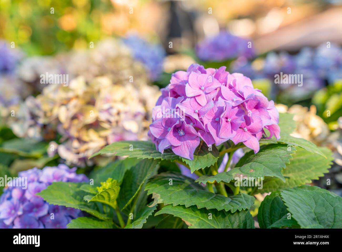 Blühende rosa Hortensien oder Hortensien mit sanftem Duft im Garten. Stockfoto