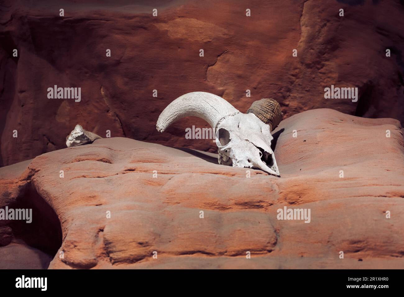 Tierschädel auf einer felsigen Wüstenklippe Stockfoto