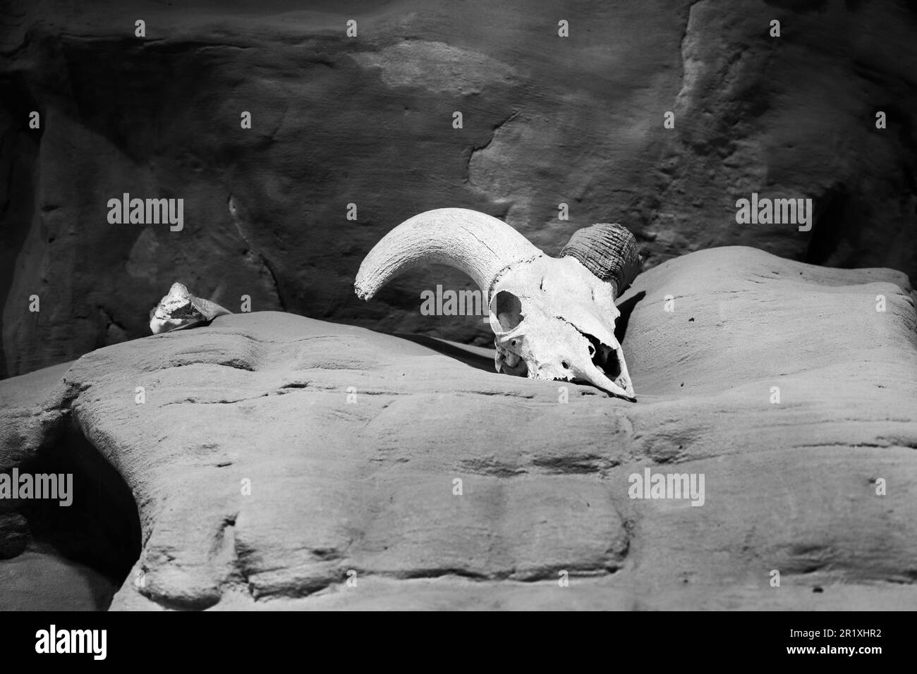Tierschädel auf einer felsigen Wüstenklippe, Black and White Stockfoto
