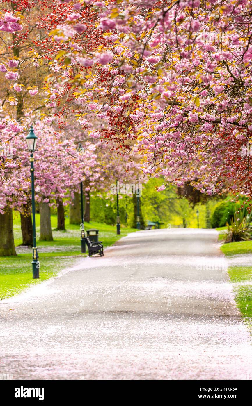 Frühlingskirschblüte im Pittencrieff Park, Dunfermline, Fife, Schottland Stockfoto