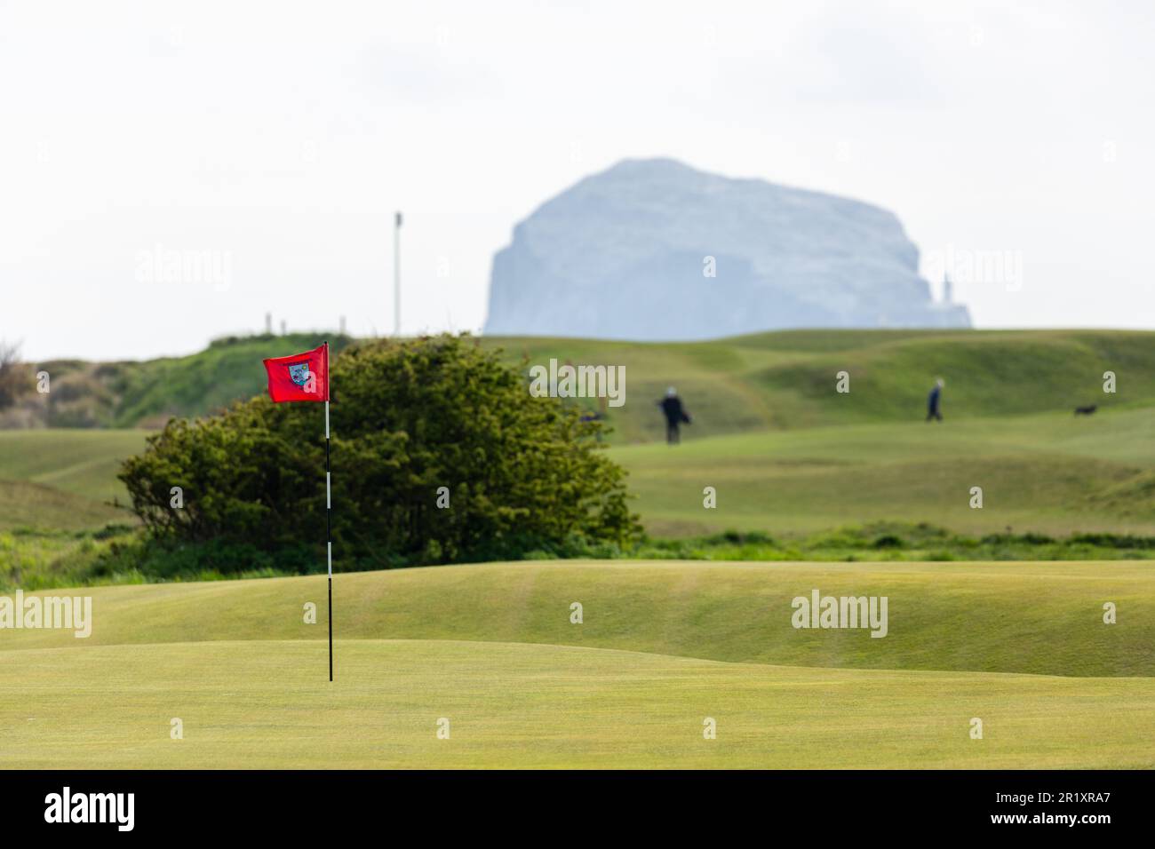 Golfflagge und Golfspieler auf dem Golfplatz North Berwick mit Bass Rock im Hintergrund. Stockfoto