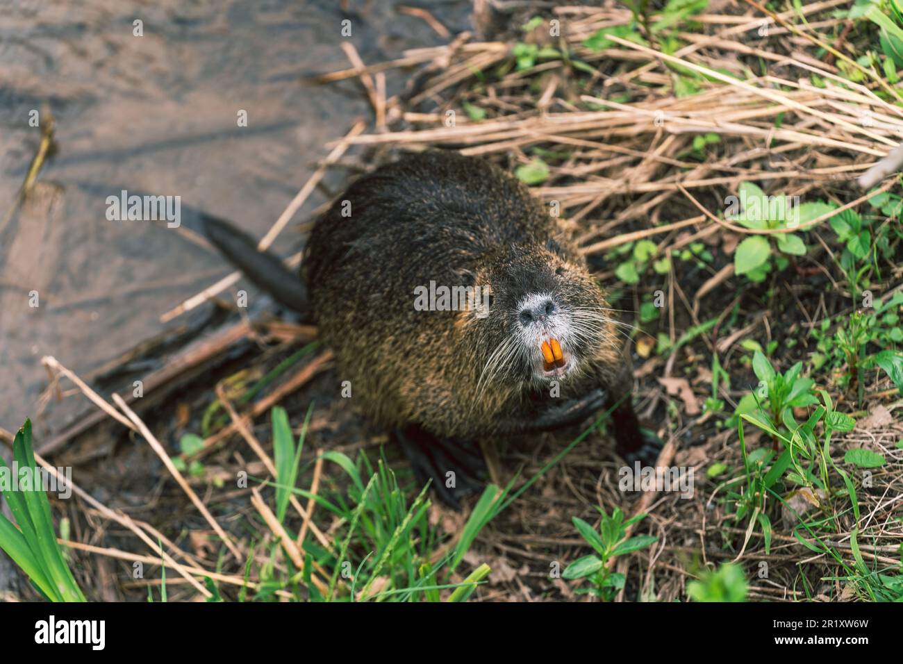 Nutria (Myocastor coypus) mit Orangenzähnen am Ufer der nahe in Bad Münster am Stein-Ebernburg Stockfoto