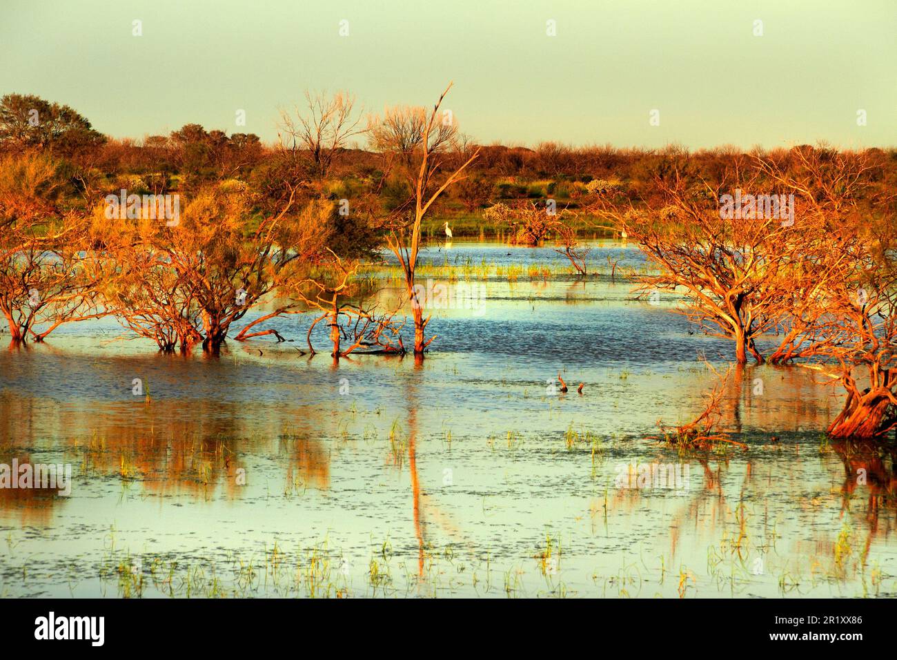 Überflutete Landschaft mit gemeinen Löffelvögeln ( Platalea leucorodia ), Pilbara, Nordwestaustralien Stockfoto