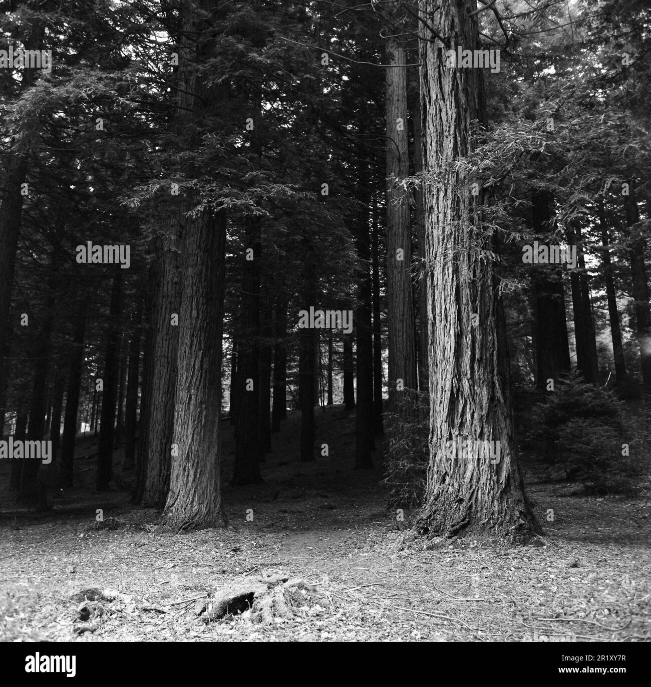 G Redwood Bäume, Riesenmammutbäume. Stockfoto