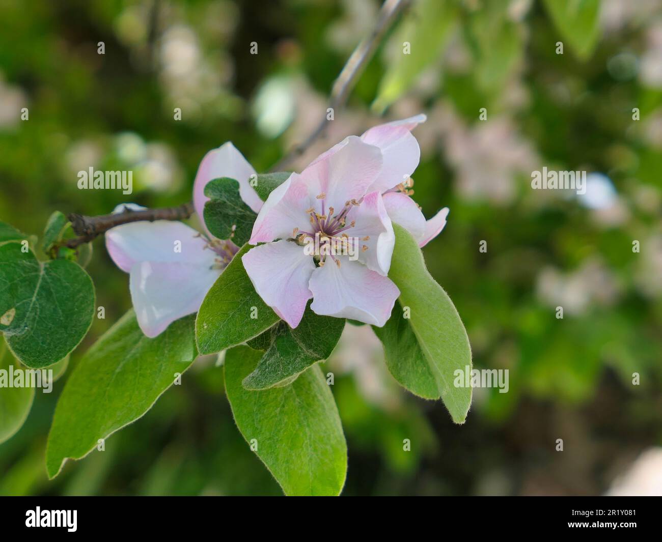 Quittenblüten mit Blättern auf Bäumen Stockfoto