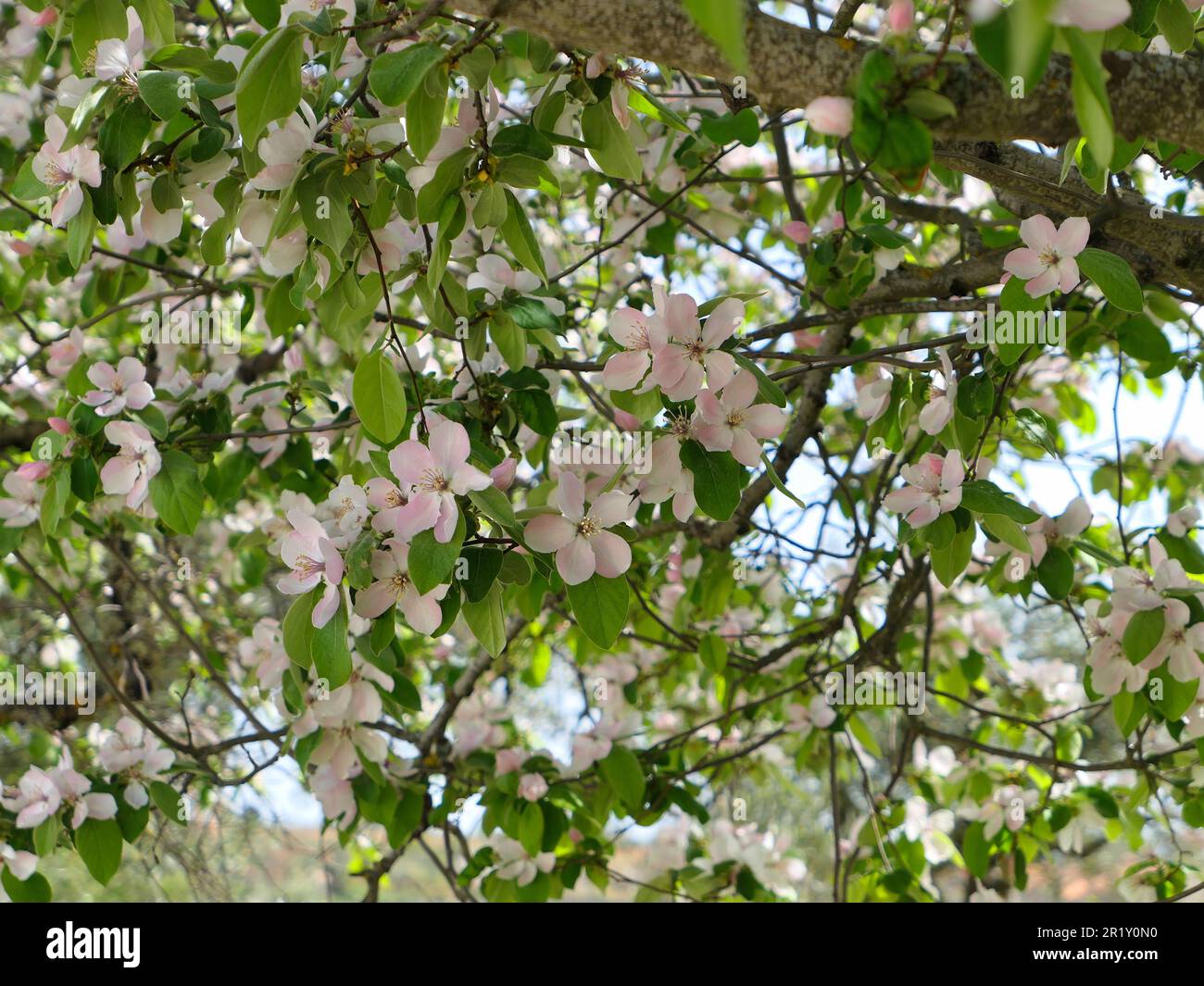 Quittenblüten mit Blättern auf Bäumen Stockfoto