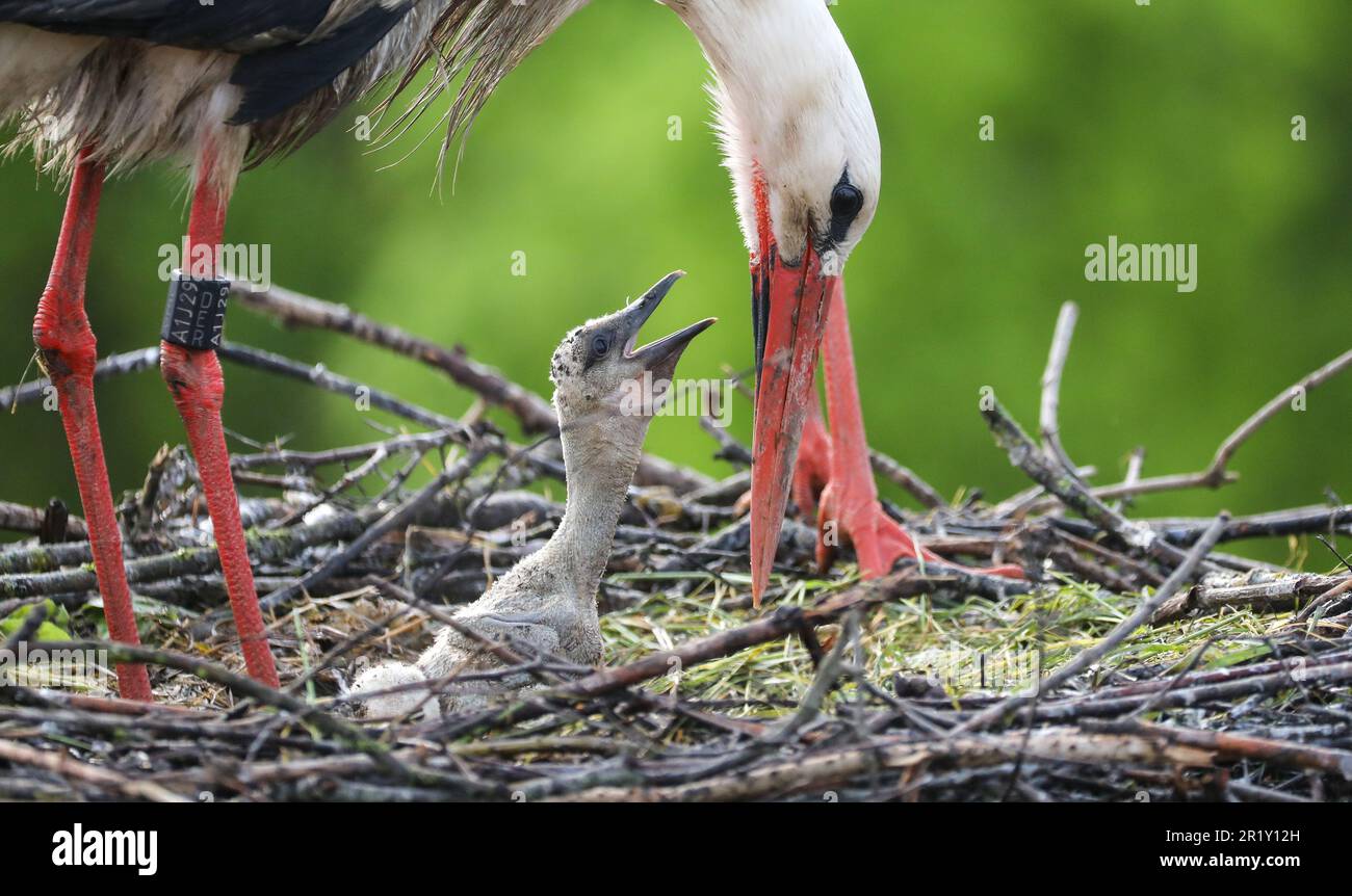 Riedlingen, Deutschland. 16. Mai 2023. Ein Storch füttert seine Nachkommen in einem Storchennest. Die weißen Störche vermehren sich von Mitte März bis Anfang August in ihrem Nest, wobei sich beide Eltern um die Nachkommen kümmern. Kredit: Thomas Warnack/dpa/Alamy Live News Stockfoto