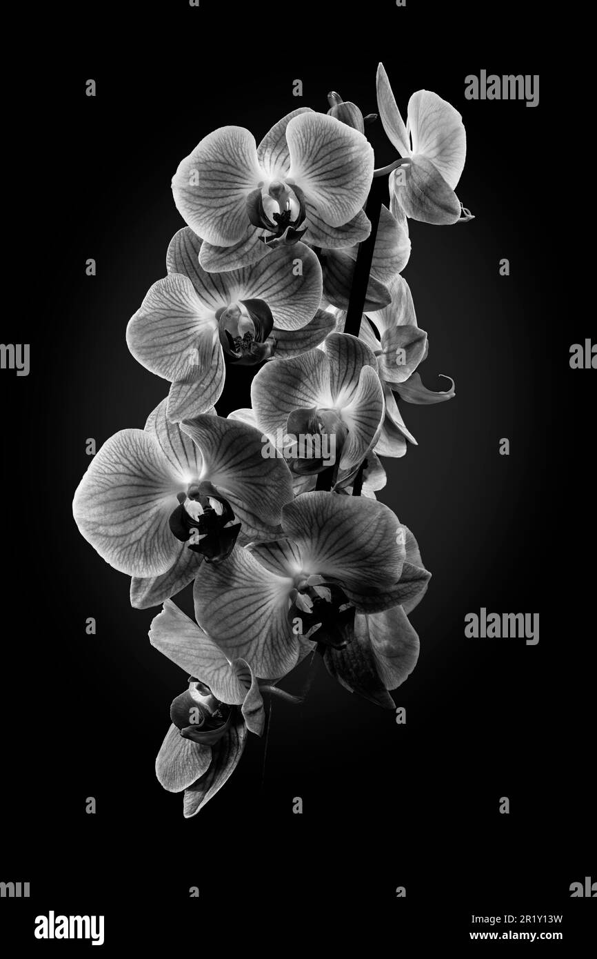 Orchideen isoliert Schwarzwei-Stockfotos und -bilder - Alamy