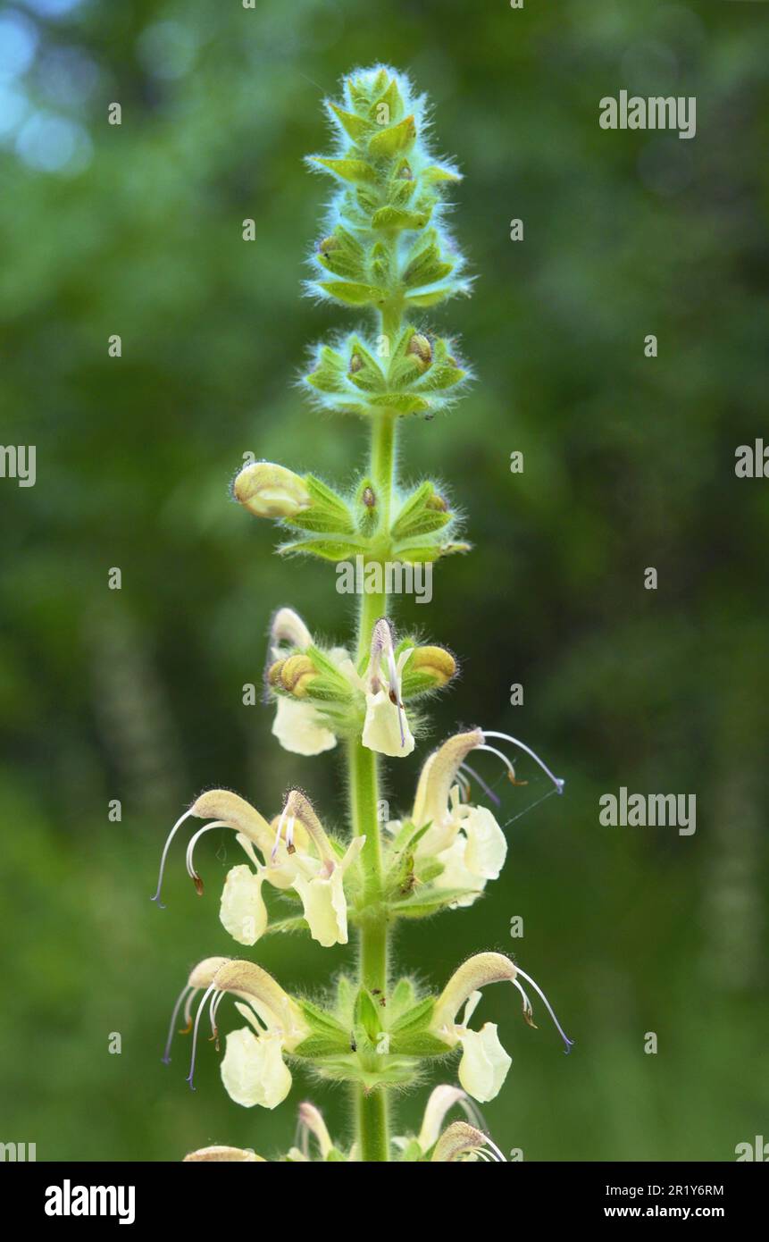 Salvia, Meadow Clary, White Meadow Sage "Schwanensee" Salvia pratensis Stockfoto