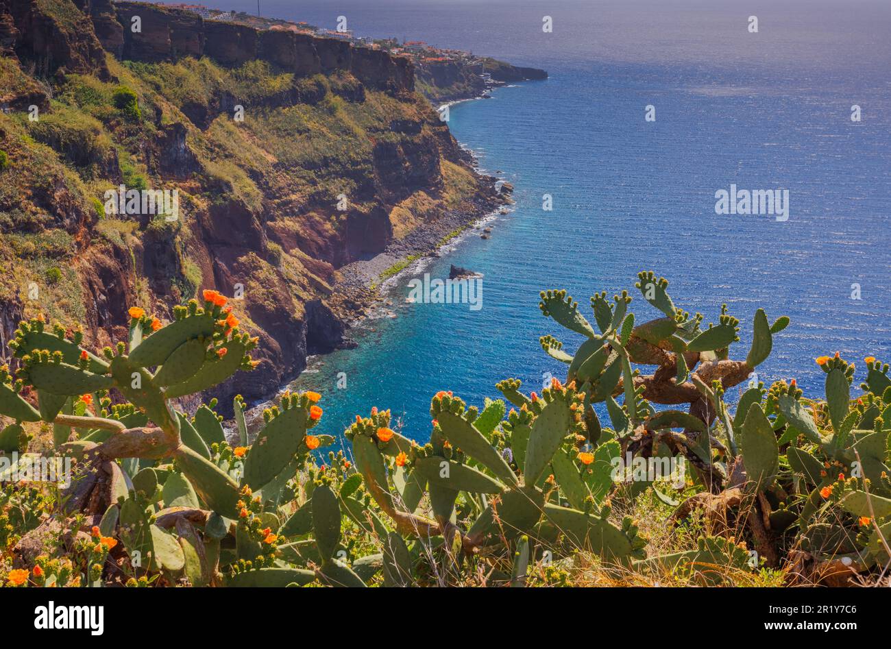 Opuntia Kaktus wächst in einer sonnigen Landschaft der Insel Madeira Stockfoto