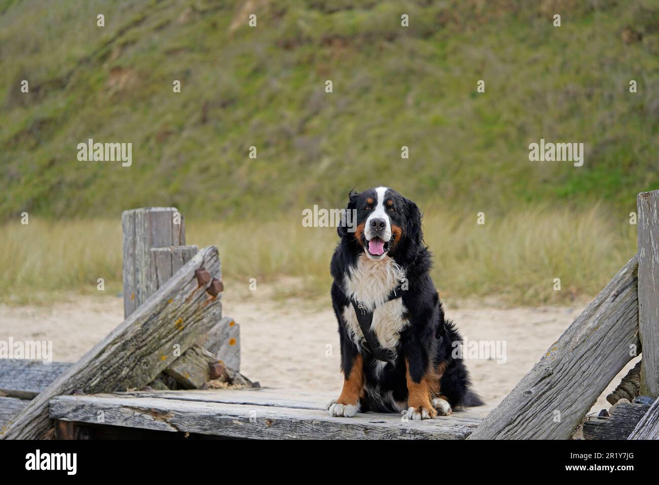 Berner Berghund sitzt auf der Meeresabwehr am Strand in Norfolk Stockfoto