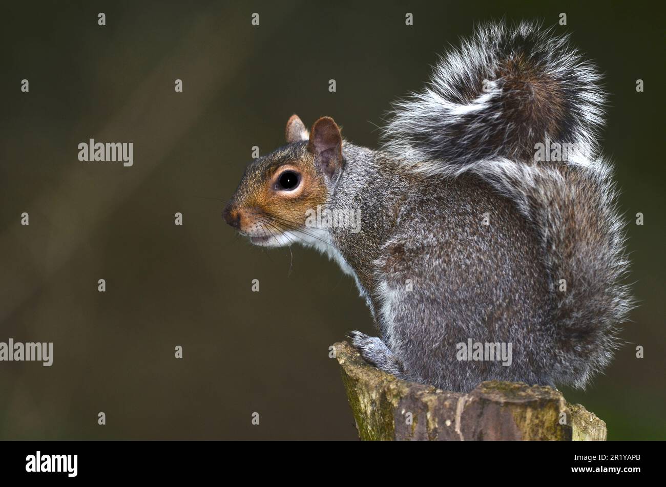 Ausgewachsenes graues Eichhörnchen auf Baumstumpf Stockfoto