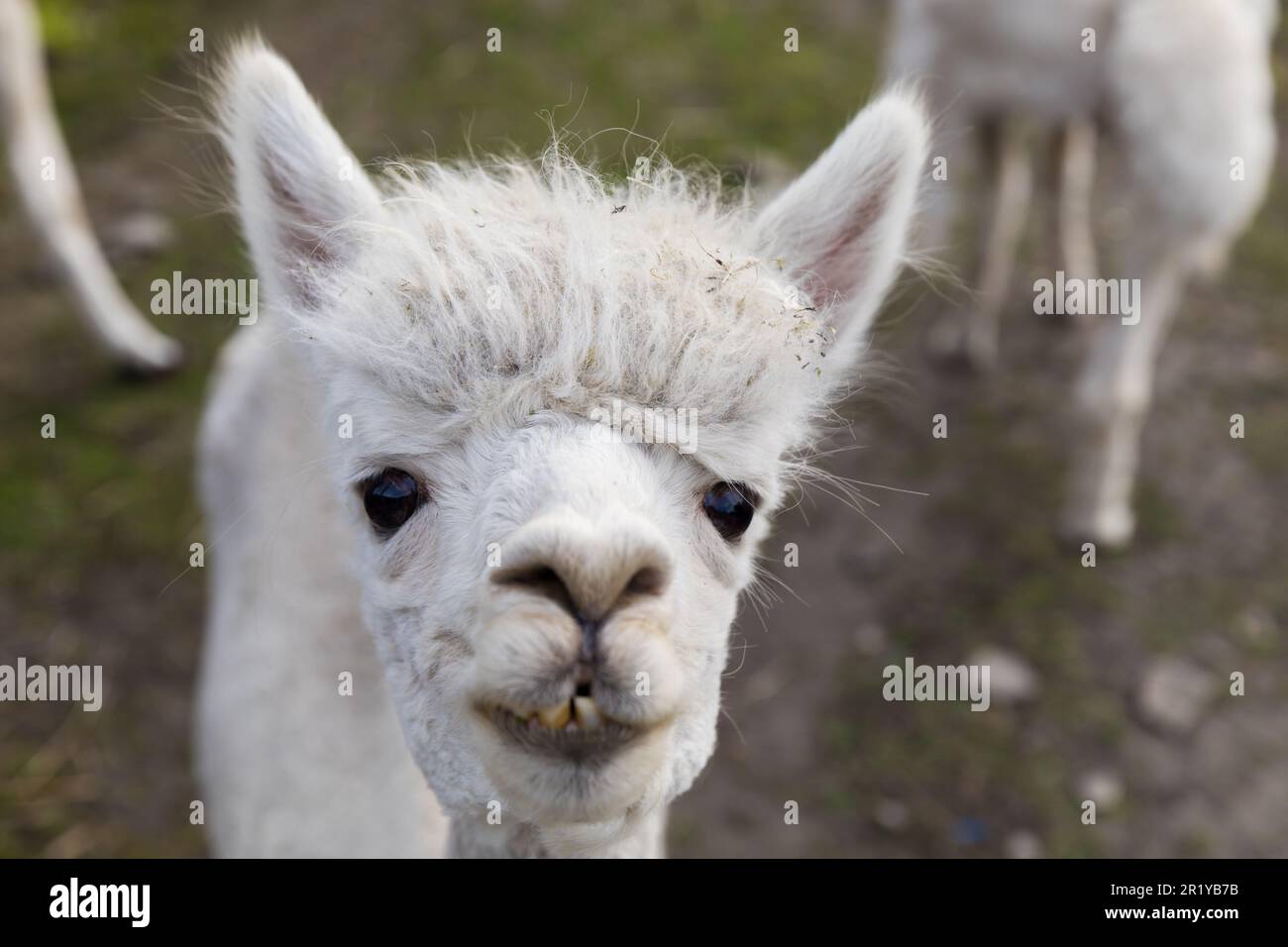 Porträt eines niedlichen, lächelnden Alpakas, Tiernahaufnahme. Stockfoto