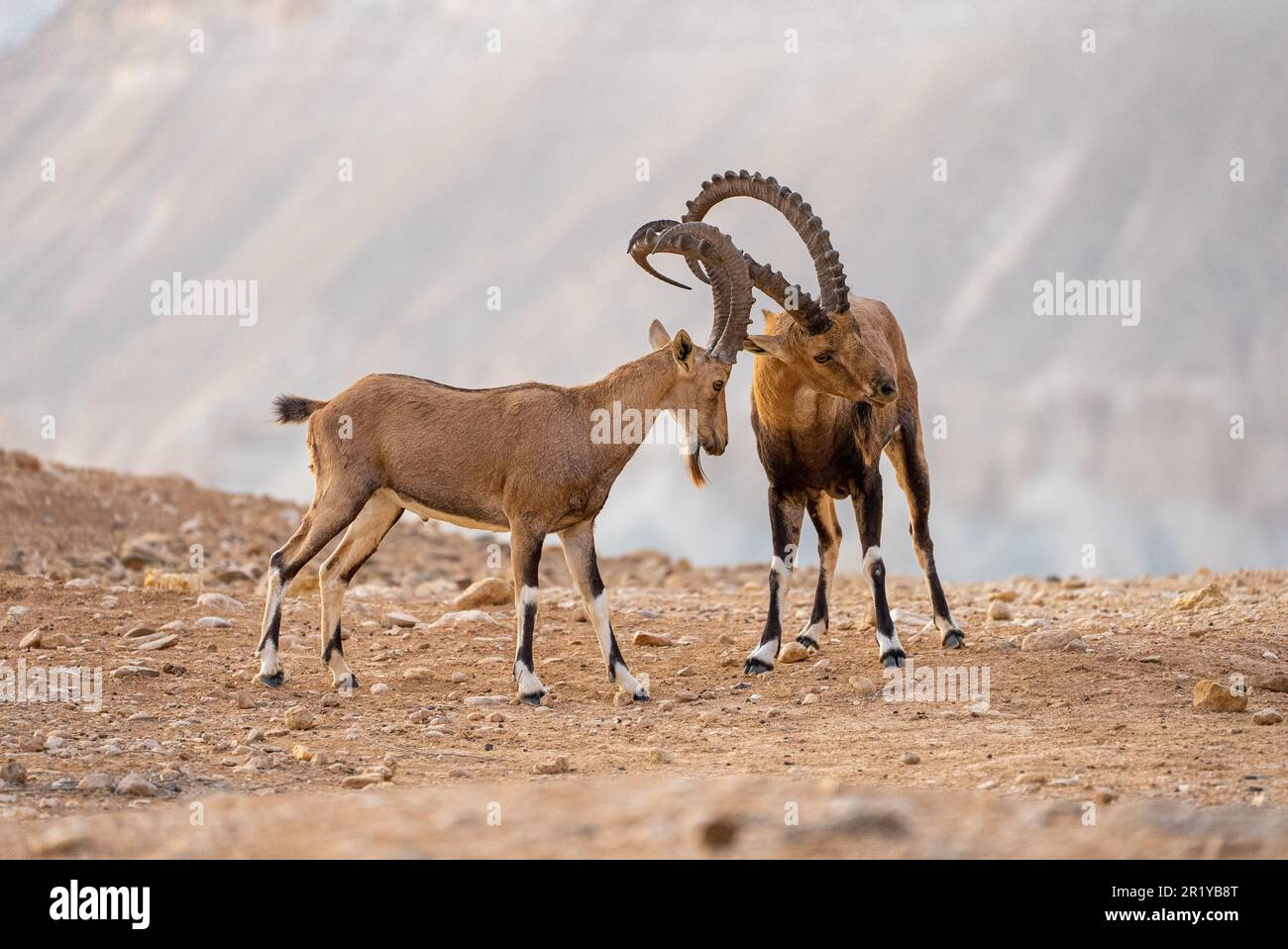 Zwei Kinder Nubian Ibex (Capra ibex nubiana) Verriegelung Hörner. Am Rande des Ramon Krater fotografiert, Wüste Negev, Israel Stockfoto