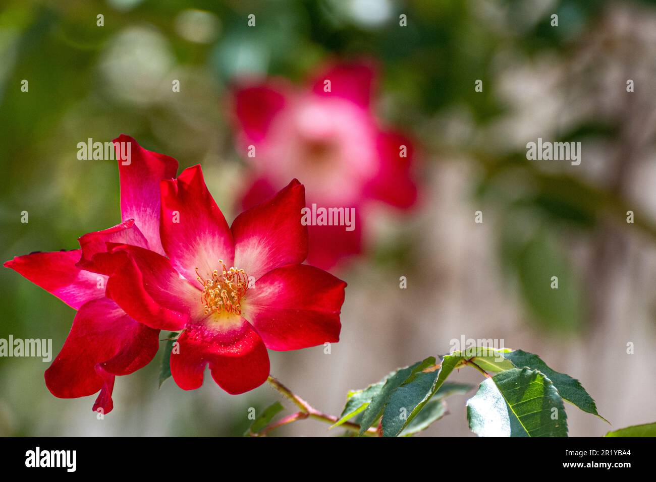 Red Rose Blume mit gelben Zentrum cocktail Meimick Kletterer rose Stockfoto