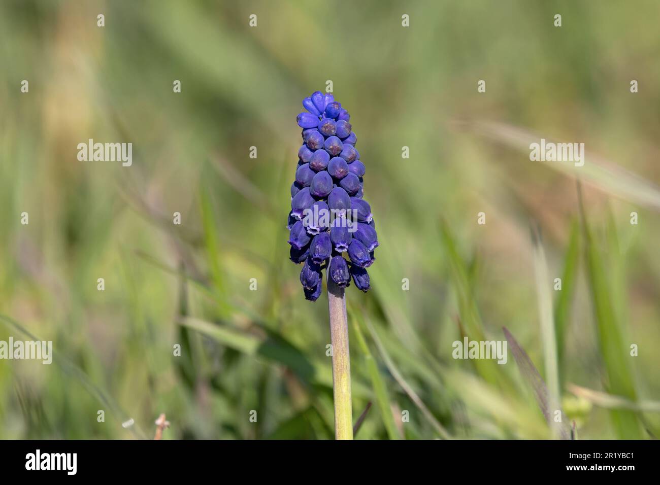Traubenhyazinth (Muscari neglectum) Lakenheath Suffolk UK GB April 2023 Stockfoto