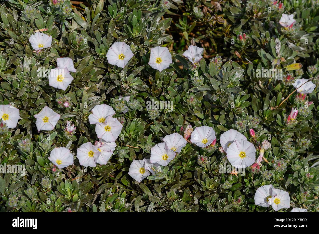 Silberbuschblüten (Bindweed) Anfang Mai 2023 Stockfoto