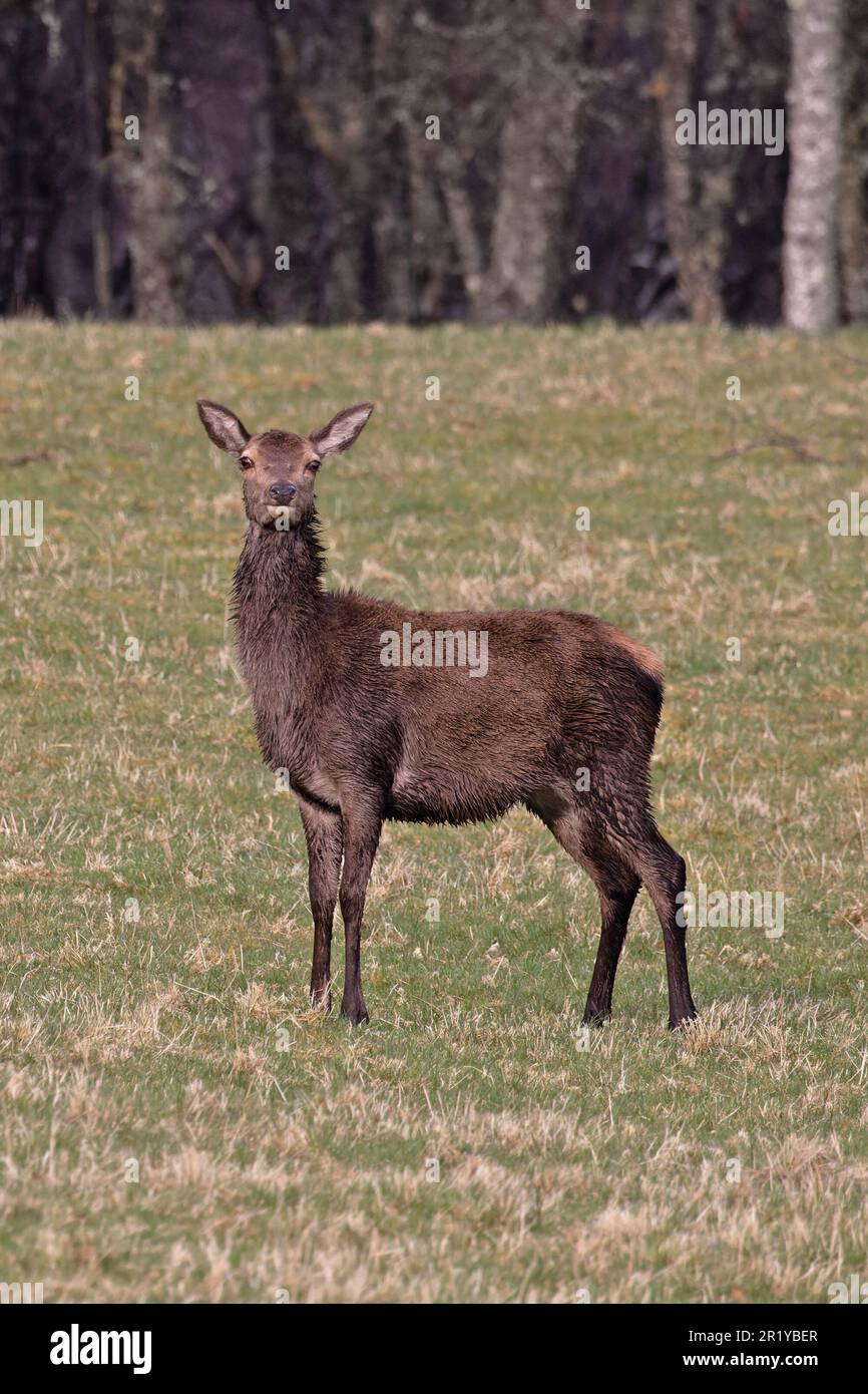 Red Deer (Cervus elaphus) Doe Highland Glenbanchor Scotland UK GB April 2023 Stockfoto