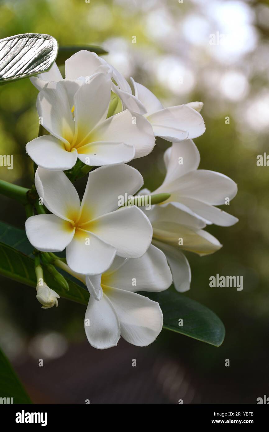 Plumeria spp., weiß und gelb (frangipani-Blumen, Frangipani, Pagodenbaum oder Tempelbaum) auf natürlichem Hintergrund. Stockfoto