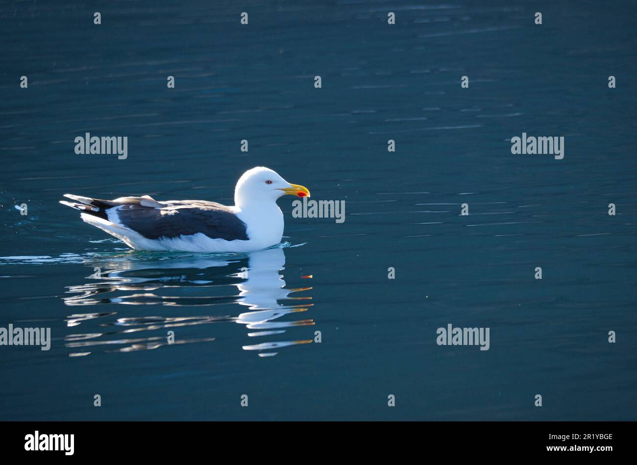 die möwe schwimmt auf dem Fjord in Norwegen in ruhigem Wasser. Der Seevogel spiegelt sich im Wasser wider. Tierfoto aus Skandinavien Stockfoto