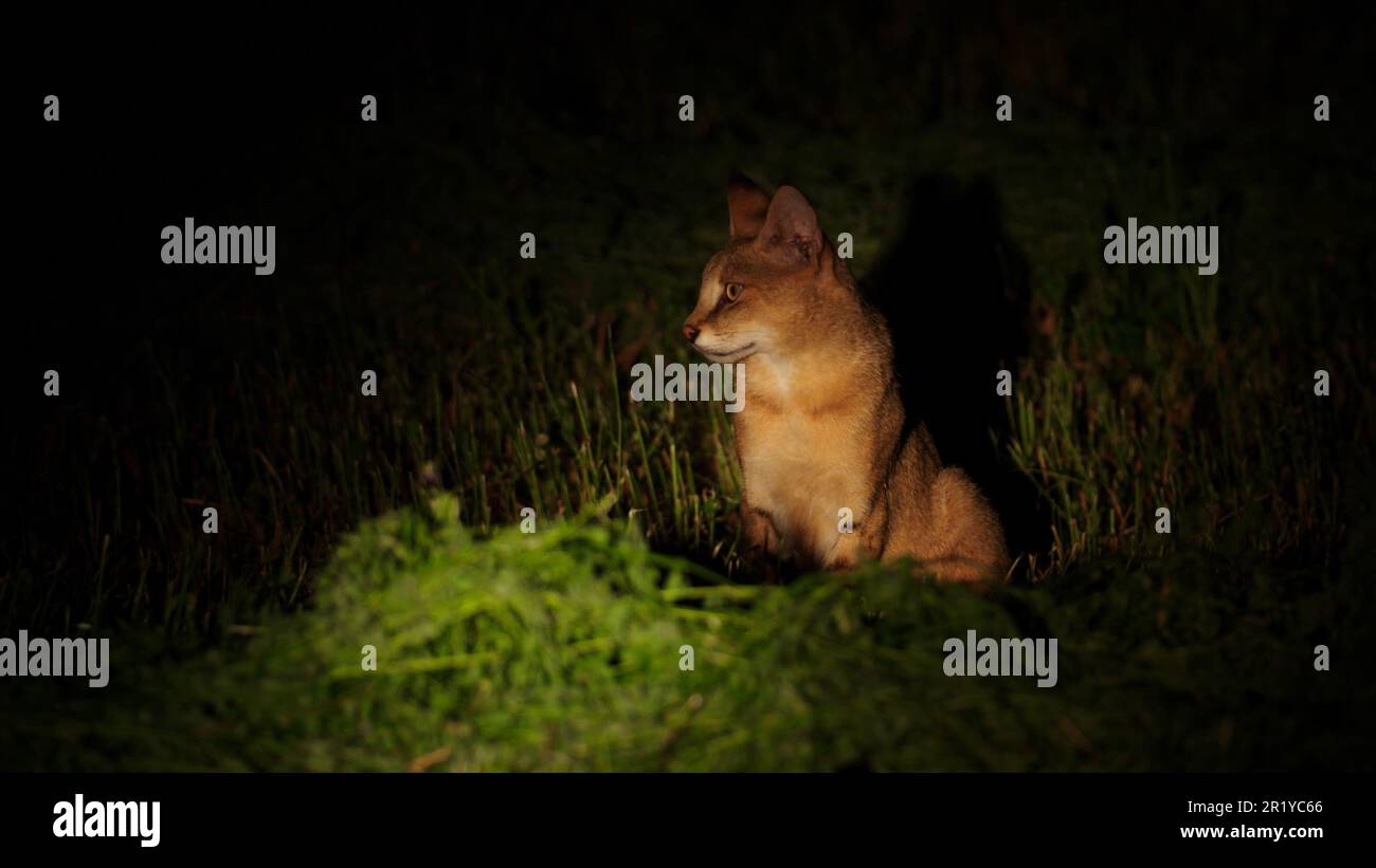 Die Nachtfotografie einer Dschungelkatze (Felis Chaus), auch Schilfkatze, Sumpfkatze und Dschungelluchs genannt, ist eine mittelgroße Katze, die im Nahen Osten heimisch ist, die Stockfoto