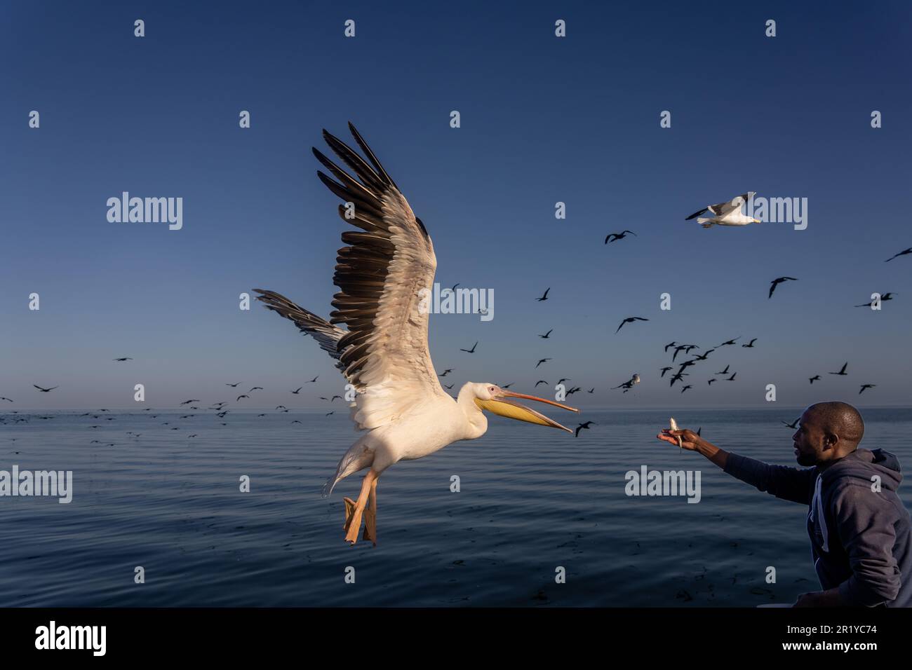 Einheimische Fischer händigen einen Fisch an einen großen weißen Pelikan (Pelecanus onocrotalus). Diese Vögel, auch bekannt als östliche weiße Pelikane, leben in einer großen Kolonie Stockfoto