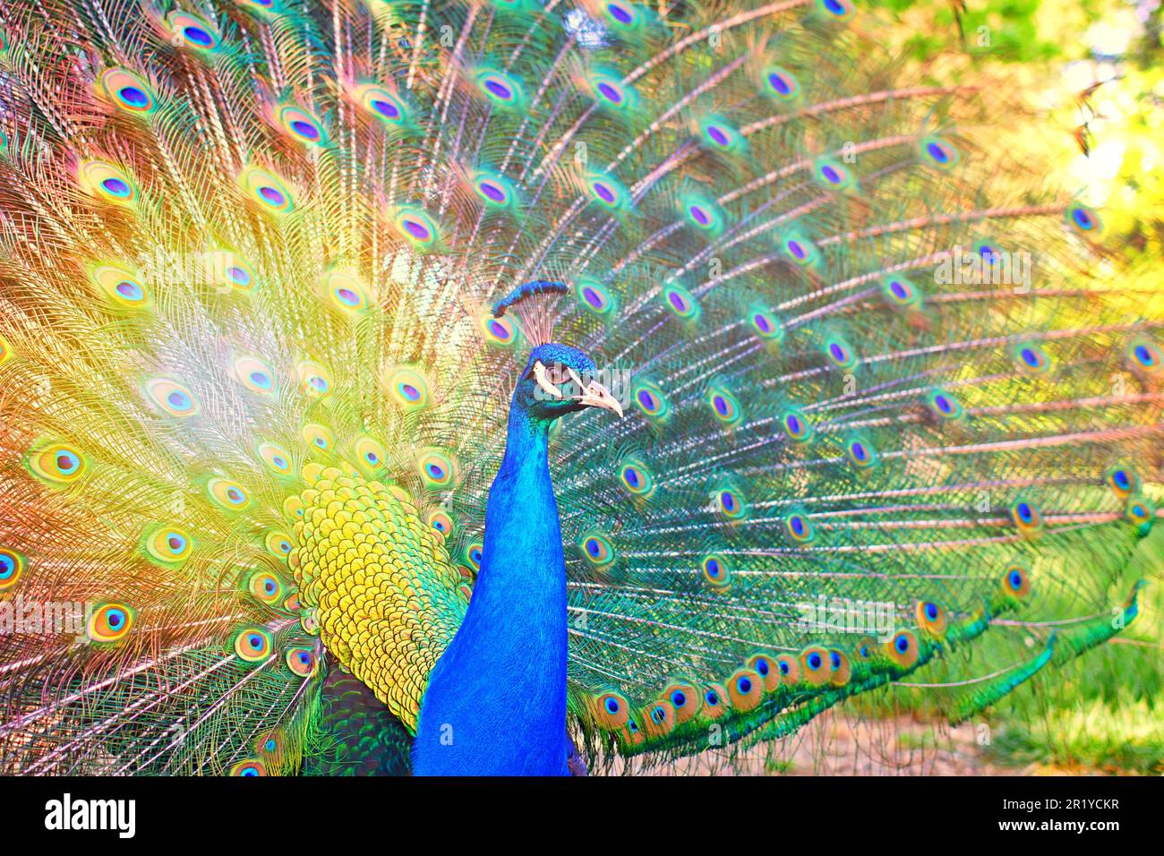 Wunderschöner Pfau mit leuchtenden Farben und Leuchteffekt Stockfoto