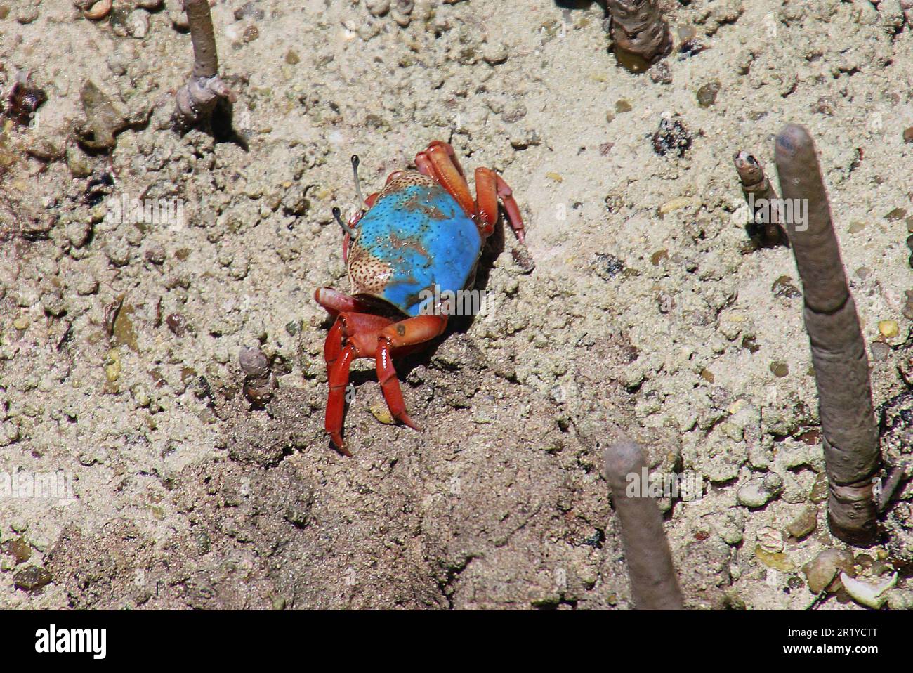 Fiddler Crab (Uca tetragonon) ohne ausgewachsene Krallen, fotografiert in einem Mangrovensumpf, Seychellen Curieuse Island im April Stockfoto